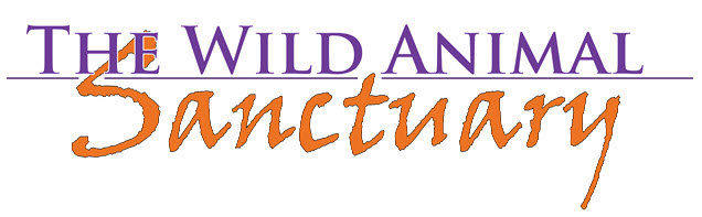 Audio Conferencing to Help The Wild Animal Sanctuary Save More Lives
